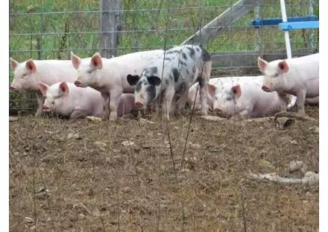 Feeder Pigs
